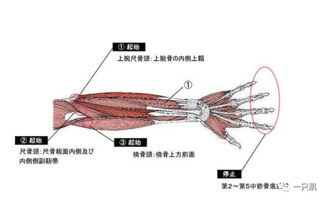 健身房锻炼受伤_自己在健身房运动受伤_房受伤健身运动能恢复吗